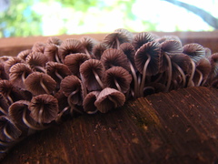 Coprinellus disseminatus