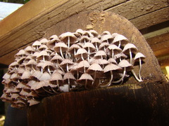 Coprinellus disseminatus