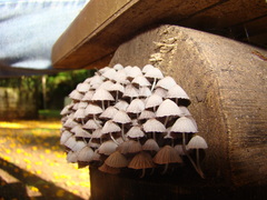 Coprinellus disseminatus