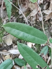 Smilax glabra