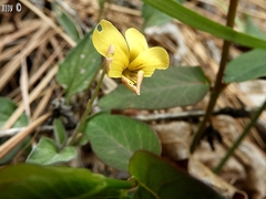 Viola purpurea