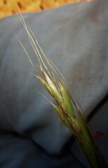 Diheteropogon amplectens