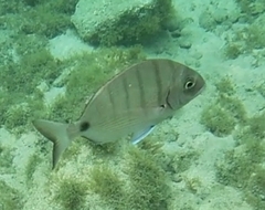 Diplodus