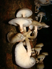 Fungi