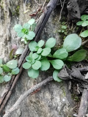 Sedum emarginatum