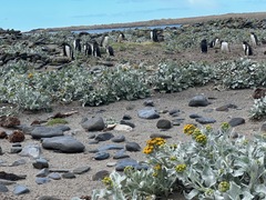 Senecio candidans