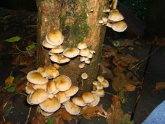Fungi