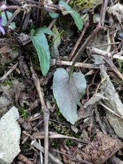 Viola inconspicua
