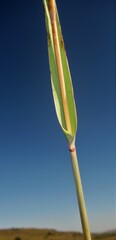 Diheteropogon amplectens