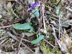 Viola inconspicua