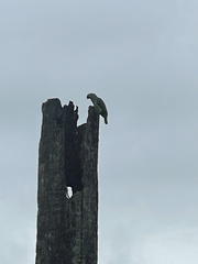 Amazona autumnalis salvini