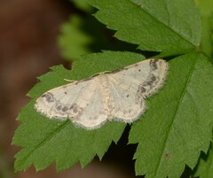 Idaea trigeminata