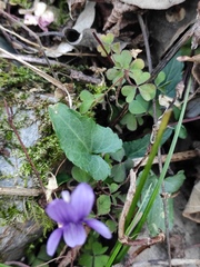 Viola inconspicua