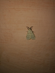 Spilosoma curvilinea