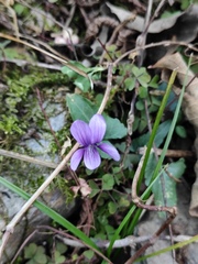 Viola inconspicua
