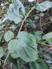 Rubus alceifolius