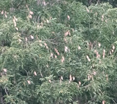 Lonchocarpus punctatus