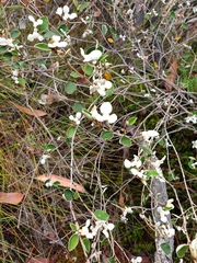 Spyridium thymifolium