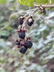 Rubus alceifolius