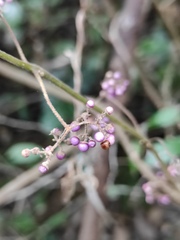 Callicarpa bodinieri