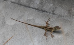 Anolis roquet