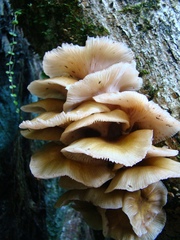 Pleurotus