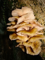 Pleurotus
