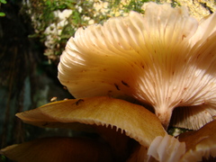 Pleurotus