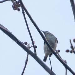 Vireo altiloquus