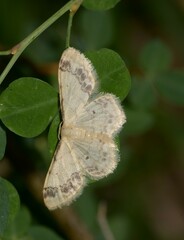 Idaea trigeminata