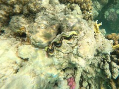 Tridacna maxima