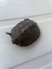 Phrynops geoffroanus