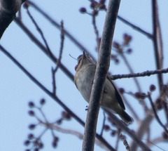Vireo altiloquus