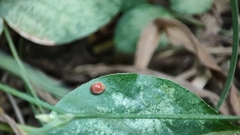 Chilocorus circumdatus