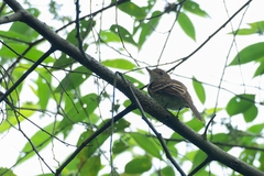 Lathrotriccus euleri