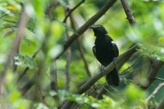 Formicivora acutirostris paludicola