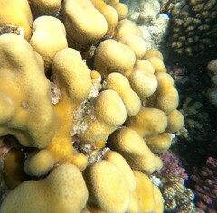 Goniastrea stelligera