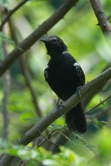 Formicivora acutirostris paludicola