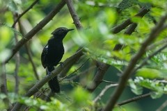 Formicivora acutirostris paludicola