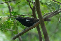 Formicivora acutirostris paludicola