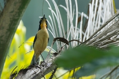 Donacobius atricapilla