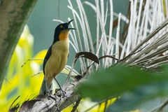 Donacobius atricapilla