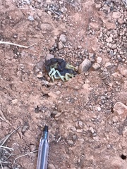 Parabuthus schlechteri