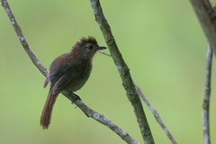 Thamnophilus ruficapillus