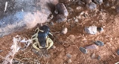 Parabuthus schlechteri