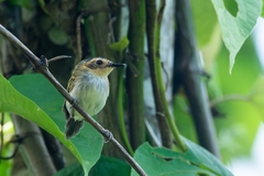 Poecilotriccus plumbeiceps