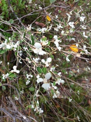 Spyridium thymifolium