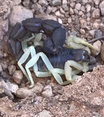 Parabuthus schlechteri