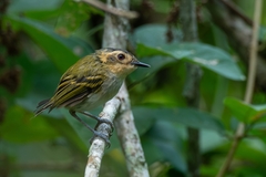 Poecilotriccus plumbeiceps