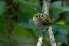 Poecilotriccus plumbeiceps
